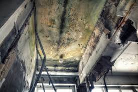 Best Air Quality Testing for Mold Spores in Woodcreek, TX